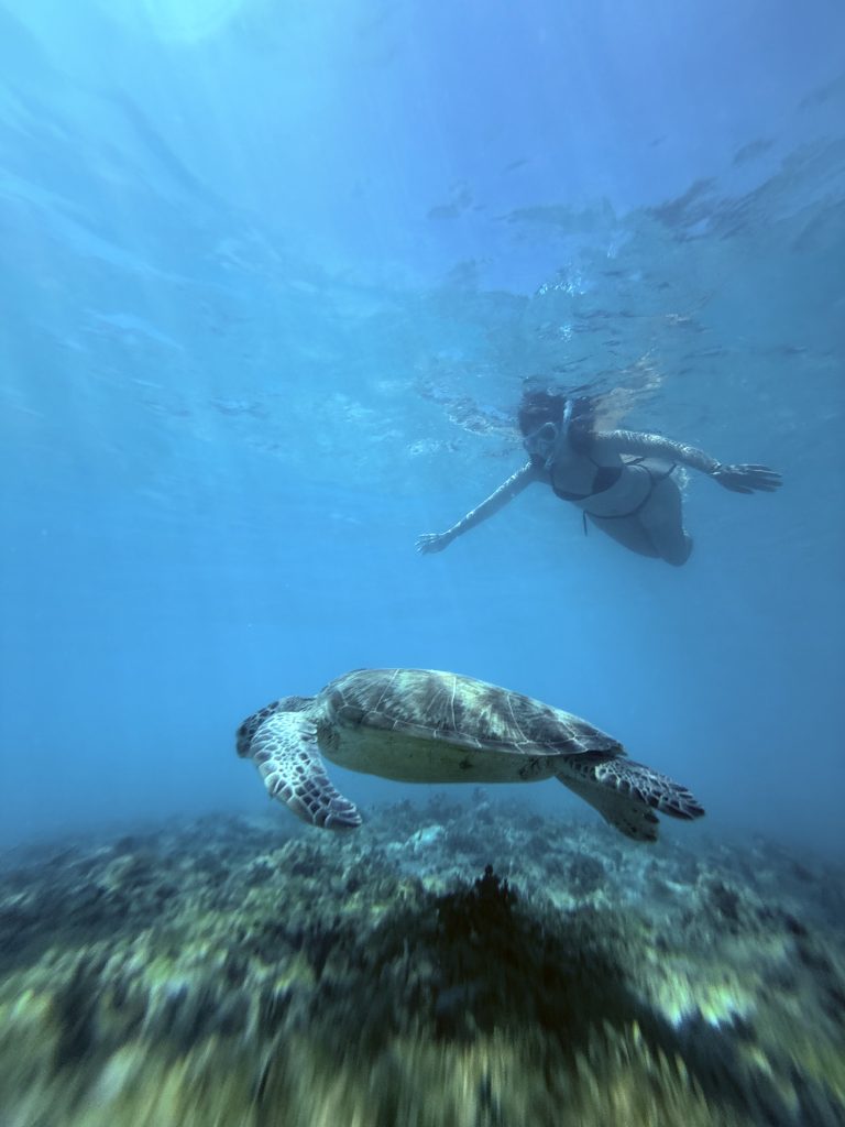 tortugas en islas gili