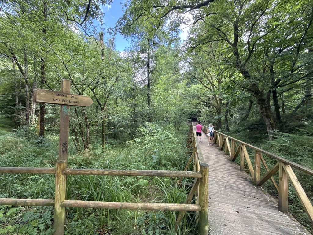 bosque de secuoyas de Cantabria