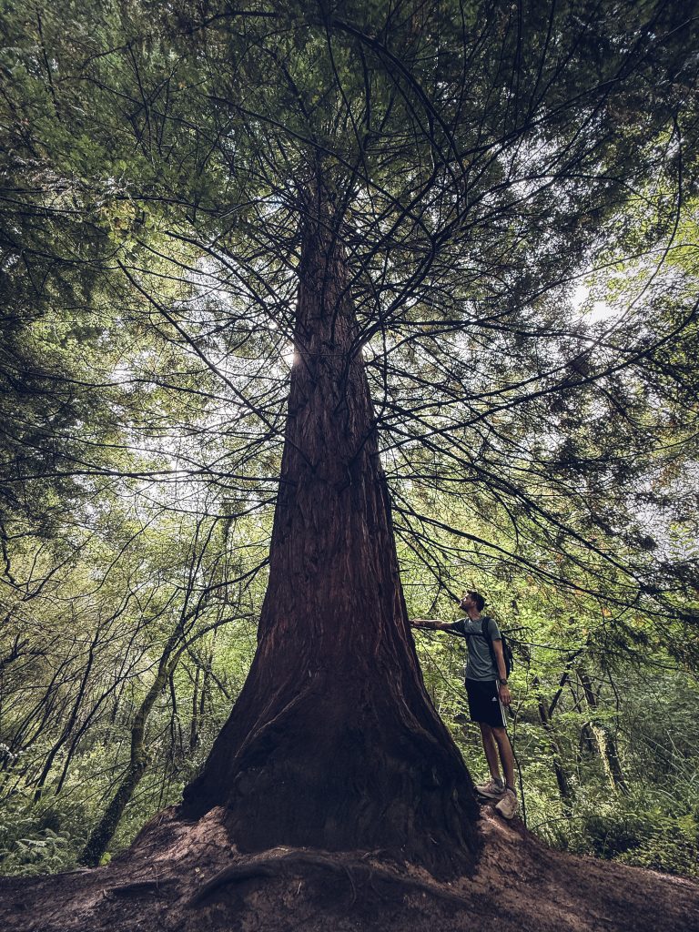 bosque de secuoyas de Cantabria